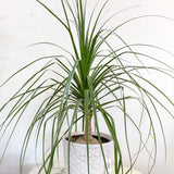 Mexican Ponytail Palm Recurvata 10"