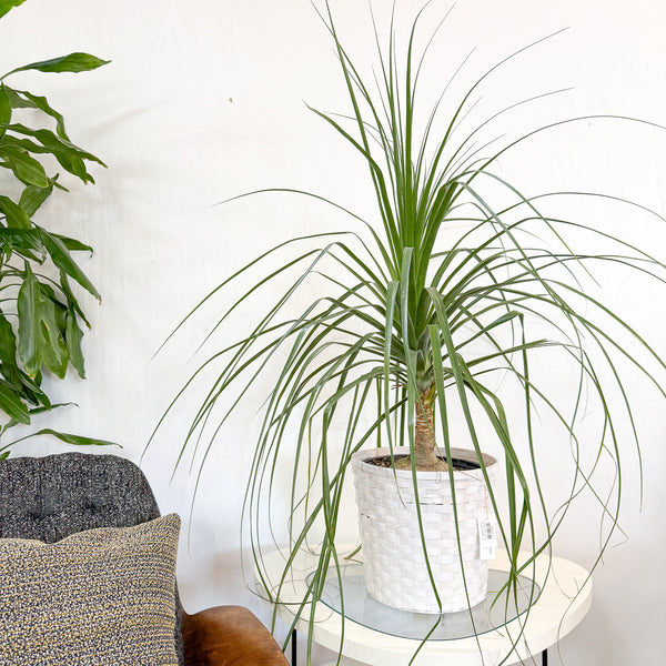 recurvata ponytail palm Mexican Ponytail Palm Recurvata 10" – Atomic Furnishing & Design
