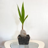 Dwarf Coconut Palm Cocos Nucifera 6"