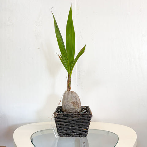 Dwarf Coconut Palm Cocos Nucifera 6"