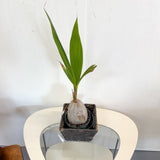 Dwarf Coconut Palm Cocos Nucifera 6"