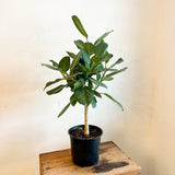 Ficus Audrey Binghalensis Topiary 8"