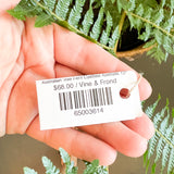 Australian Tree Fern Cyathea Australis 12"