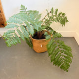 Australian Tree Fern Cyathea Australis 12"