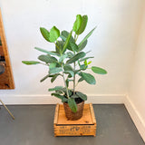 Ficus Audrey Ficus Binghalensis 8" Sm