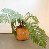 Australian Tree Fern Cyathea Australis 12"