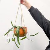 Tangerine Dream/Lemon Leopard Hanging Pot