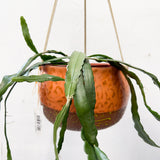 Tangerine Dream/Lemon Leopard Hanging Pot