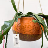 Tangerine Dream/Lemon Leopard Hanging Pot