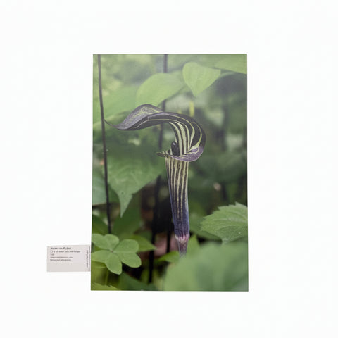 Jack-in-the-Pulpit
