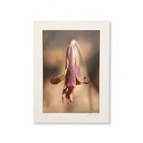 Trout Lily 18x24 Print