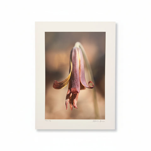 Trout Lily 18x24 Print
