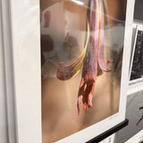 Trout Lily 18x24 Print