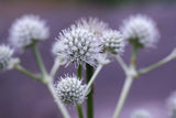 Rattlesnake Master