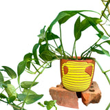 Vase Chartreuse Terra Cotta Pot 4"