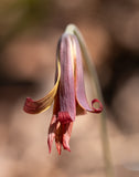 Trout Lily 18x24 Print