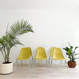 Set of 6 Rare Yellow Herman Miller Shell Chairs