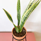 Terra-cotta Sanseviera Medium with Plant Stand